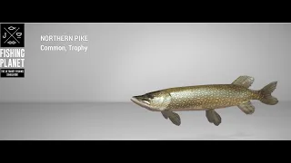 Fishing Planet - White Moose Lake - Trophy - Northern Pike - Spin