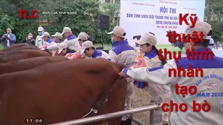 Kỹ thuật thụ tinh nhân tạo cho bò