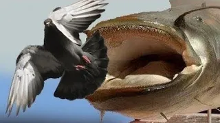 Catfish VS Pigeon Amazing Video by Catfish World