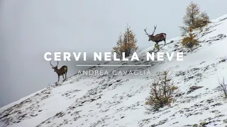 Mountain Hunters 4 | Reddeer in the Snow