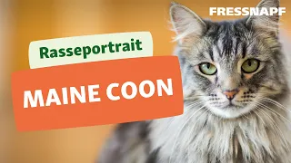 Rasseportrait: Maine Coon