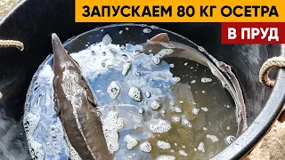 ОСЕТР. 80 кг осетра запускаем в пруд | Чуть подрастет и будет интересная рыбалка и рыба к столу.