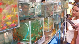 Recent Aquarium Fish Price Update | Galiff Street Fish Market | Galiff Street New Video 05.05.2024