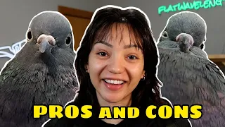 THE PROS AND CONS OF HAVING A PET PIGEON!