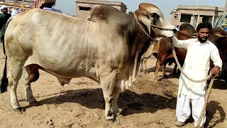 Heavy Gray Brahman Bull In Multan Cow Mandi Latest Price Update | SS Tv |