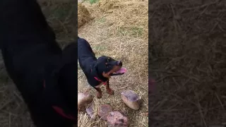 Rottweiler vs Malinois