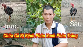 Cứu Sống Chú Gà Ăn Không Tiêu, Phân Xanh, Phân Trắng