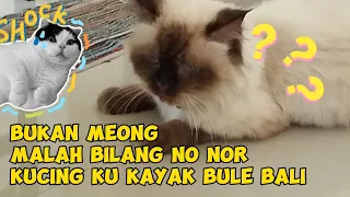 KUCING SIAM HIMALAYA KU KENAPA ? BUKAN MEONG MALAH BICARA INGGRIS & GULING2 | Life Cat Diary Ep.113