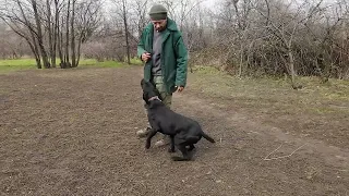 German shorthaired pointer Bingo. Fetching a rabbit.