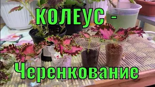 ЭКСПЕРИМЕНТ!!! Черенкуем КОЛЕУС!!!