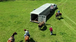 Wild Cattle Roping