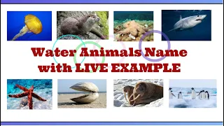 Water Animals Vocabulary with LIVE EXAMPLE ll Aquatic Animals Name in English ll Sea Animals ||