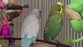 Happy Budgies Sounds |playing|calling 🩵Lucky 💚Jagger| parakeet sounds