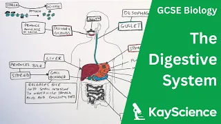The Digestive System - GCSE Biology | kayscience.com