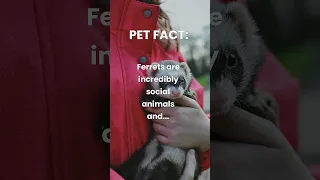 Ferrets can be such great pets! Have you owned a ferret? #shorts #ferret #petfacts #ferretlife #pets
