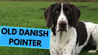 Old Danish Pointer Dog Breed - Facts and Information