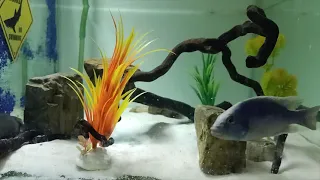 Gulper Catfish Eats African Cichlid