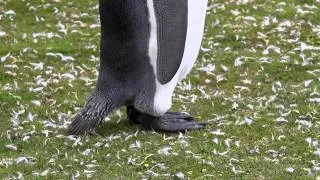 King Penguin Detail Close Up Falkland Islands