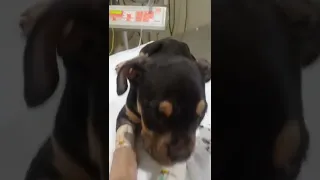 Tratamento intensivo em filhotes ( parvovirose canina)