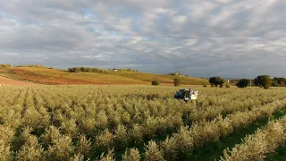 ETRURIO - Raccolta meccanica