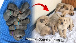 9 PUPPIES GROWING UP | Broholmer puppies Day 1 to Week 8 ♥ Kendra