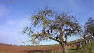 Alten Obstbaum schneiden Teil 1 -  Baumansprache