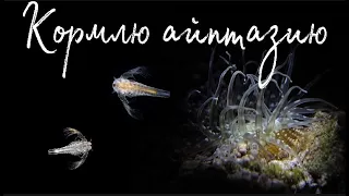 Айптазия и науплии (эксперимент) | Морской аквариум