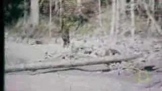 Roger Patterson Bigfoot Footage