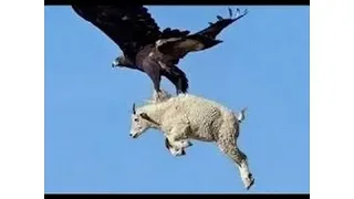 Most Amazing Wild Animals Attacks TOP 10 Eagle attacks   Eagle vs,Wolf