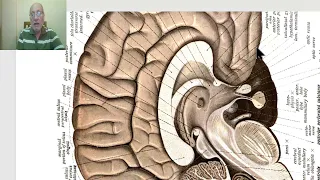 Anatomy of CNS Module in Arabic 2024(Commissural and projection fibers), by Dr. Wahdan.