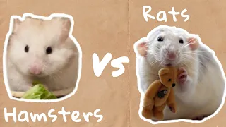Hamsters VS Rats...are they the same?