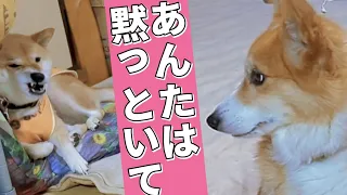 【犬猫アテレコ】ゴーヤチャンプルとはなんですか