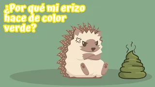 ¿Por qué mi erizo hace popó verde? | Erizoo México