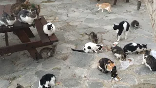 If You Sit On Cat Island, You’ll Be Surrounded By Cats And Kittens Really Fast!