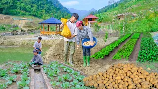 Sang and Vy work together to take care of the lush vegetable garden and grow potatoes - Vy farm