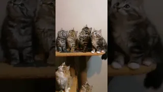 siberian kittens. сибирские котята. питомник Taymur