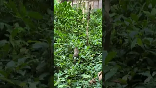 baby  monkey try claiming on tree #monkey #animals #wildlife #siemreap #babymonkey #cambodia