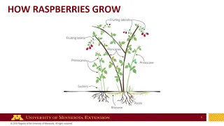 Planting and Building a Trellis for Raspberries