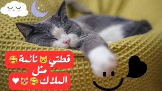 ملاك صغير نائم🐱: لحظات من السعادة🥰 مع قطتي الصغيرة ميمي النائمة !♥️😻