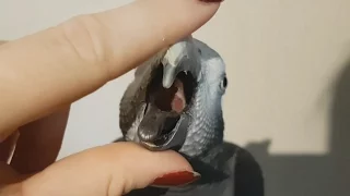 Say Aaaa! My parrot opens his beak on cue