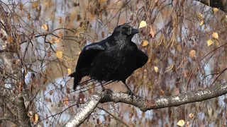 Carrion Crow preening in a tree