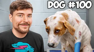 I Rescued 100 Abandoned Dogs!