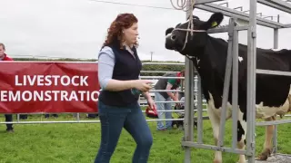 Tullamore show demo: preparing a dairy cow for showing