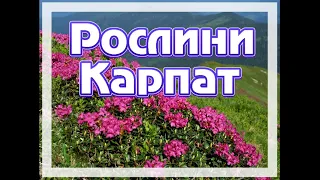 Рослини Карпат