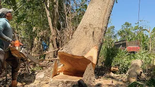 High risk!! Felling tallest tree in the rice fields, Stihl ms881.