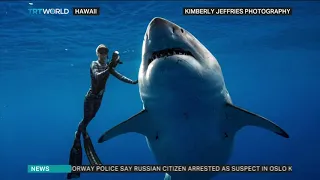 Divers swim with 'biggest' great white shark