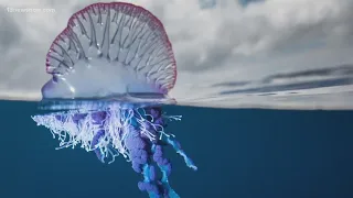 Portuguese Man O'War sea creatures washing up on area beaches