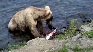 Brown Bears Skins Salmon while Bird Waits for Leftovers - Brown Bear Live Cam Highlight