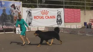 ТИБЕТСКИЙ МАСТИФ, видео с выставки собак