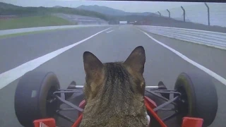 Cat driving Formula One for the first time